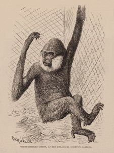 Beyaz Yanaklı Gibbon, Zooloji Derneği Bahçelerinde (gravür) by English School