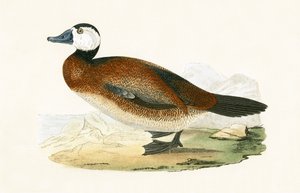 Beyaz Başlı Ördek, Charles Robert Bree (1811-86) tarafından 