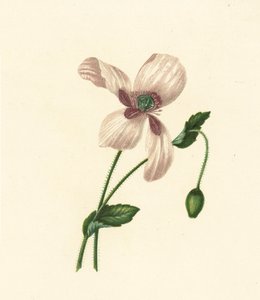 Beyaz Haşhaş, Papaver Somniferum (renkli lito) by English School
