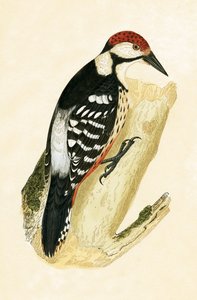 Beyaz Rumped Ağaçkakan, Charles Robert Bree (1811-86) tarafından 