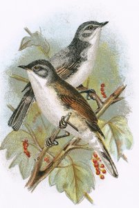 Whitethroat (altta) ve Lesser Whitethroat (üstte)