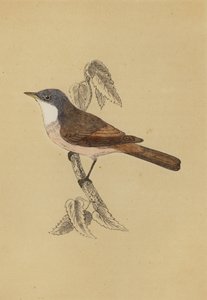 Whitethroat (renkli taş) by English School