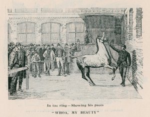 Whoa, My Beauty - Ringde adımlarını gösteriyor by English School