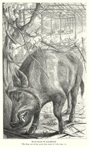 Filistin Yaban Domuzu (gravür) by English School