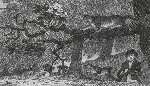 Vahşi Kedi (gravür) by English School