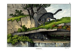 Vahşi Kedi by English School