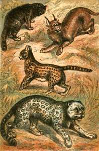 Yabani Kedi, Serval, Ons ve Karakulak by English School