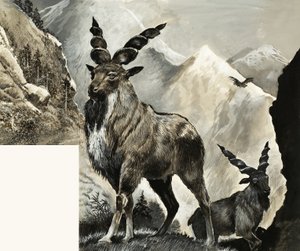 Yaban Hayatı Tehlikede: Çok Geç by English School