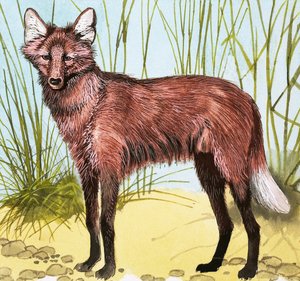 Wild dog by English School