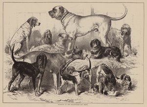 Birmingham Köpek Gösterisinde Kazananlar (gravür) by English School