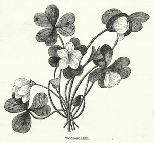 Wood-Sorrel (gravür) by English School