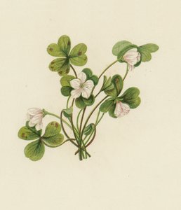 Odun Kuzukulağı, Oxalis Acetosella (renkli taş) by English School