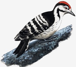 Ağaçkakan (Tüylü Ağaçkakan) by English School