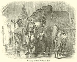 Brahman Boğasının İbadetleri by English School
