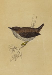 Wren (renkli lito) by English School