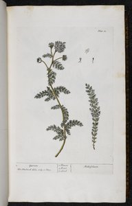Civanperçemi, Elizabeth Blackwell