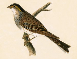 Sarı Kaşlı Kiraz Kuşu, Charles Robert Bree (1811-86) tarafından 