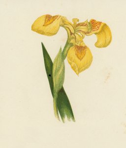 Sarı Süsen, Iris Pseudacorus (renkli lito) by English School