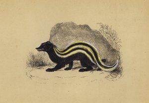 Zorilla (renkli lito) by English School