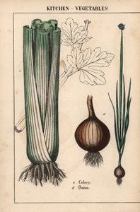 , "Öğretici Resimli Kitap veya Sebze Dünyasından Dersler"den [Charlotte Mary Yonge], Edinburgh by English School