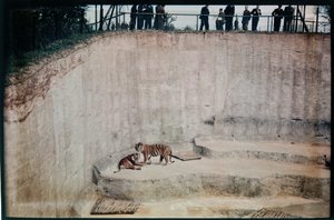 Whipsnade Zoo, Whipsnade, Central Bedfordshire, Central Bedfordshire, Birleşik Krallık by Eric Maybank