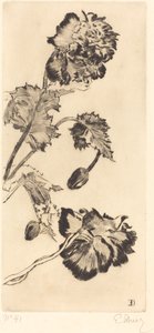 Çiçekler (Fleurs)