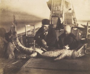 Gemideki İlk Timsah Otopsisi, Yukarı Mısır, 1852.
