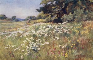 Meadowland
