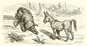 domuz ve eşek
