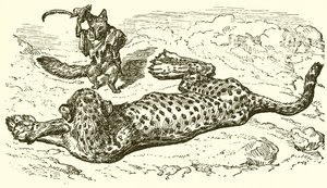 Leopar ve Tilki