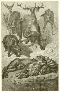 The Old Lion 