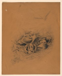 kuşlar by Ernest Thompson Seton
