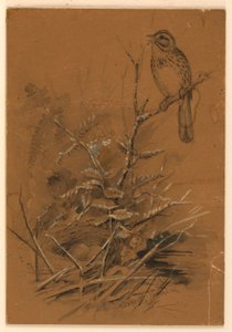 şarkı serçe by Ernest Thompson Seton