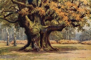 Binbaşı Meşe, Thoresby Park (renkli taş) by Ernest William Haslehust