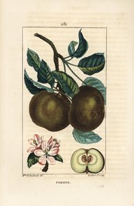 Elma ağacı - Elma, Malus domestica, dal, yaprak, meyve, çiçek ve tohumları gösteren bölümde olgun meyve. Chaumeton, Poiret ve Chamberet