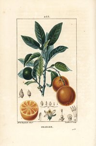 Bigaradier, Orange, Citrus aurantium, dallı, yapraklı, çiçekli, olgun ve olgunlaşmamış meyveli ve meyveden kesitli. Chaumeton, Poiret ve Chamberet