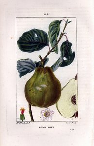 Botanik tahtası: ayva ağacı, Pyrus oblonga, meyve, çiçek, yaprak, dal ve meyve bölümünü gösteriyor. Chaumeton