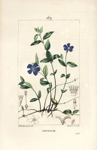 Küçük Deniz Salyangozu - Küçük deniz salyangozu, Vinca minör, çiçek, yaprak, sap, kök ve tohum ile. Chaumeton, Poiret ve Chamberet