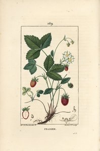 Yetiştirilen çilek - Çilek, Fragaria ananassa, çiçek, yaprak, olgun meyve, kökler ve meyveden kesiti gösterir. Chaumeton, Poiret et Chambere