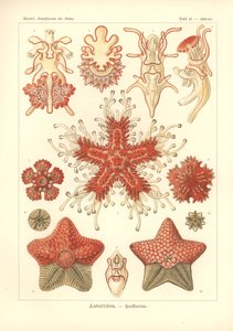 Asteridea - Deniz Yıldızı, Pl.40. 1904