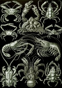 Decapoda 