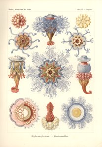 Siphonophorae - Jelly Fish, 