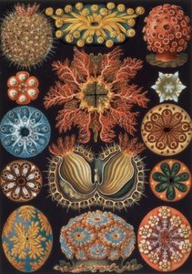 Ascidiae, "Doğanın Sanat Biçimleri"nden 85 numaralı levha by Ernst Haeckel