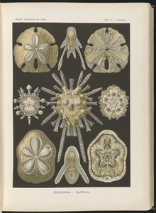 Ekinidea: deniz kestanesi ve deniz doları by Ernst Haeckel