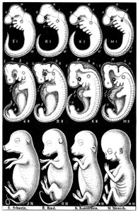 Domuz, İnek, Tavşan ve İnsan embriyolarının Haeckels karşılaştırması by Ernst Haeckel