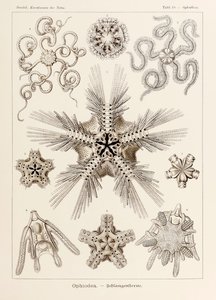 Ernst Haeckel (1834-1919) tarafından resimlenen 