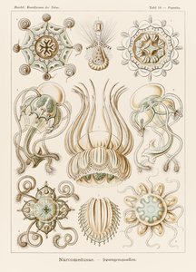 Ernst Haeckel (1834-1919) tarafından resmedilen 