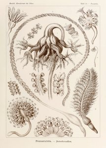Ernst Haeckel (1834-1919) tarafından resmedilen 