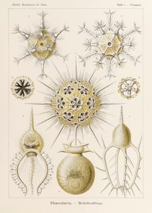 Ernst Haeckel (1834-1919) tarafından resmedilen 