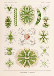 Ernst Haeckel (1834-1919) tarafından resimlenen 